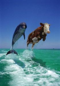 dolphinstn.jpg