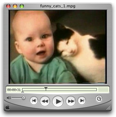 funnycats1.jpg